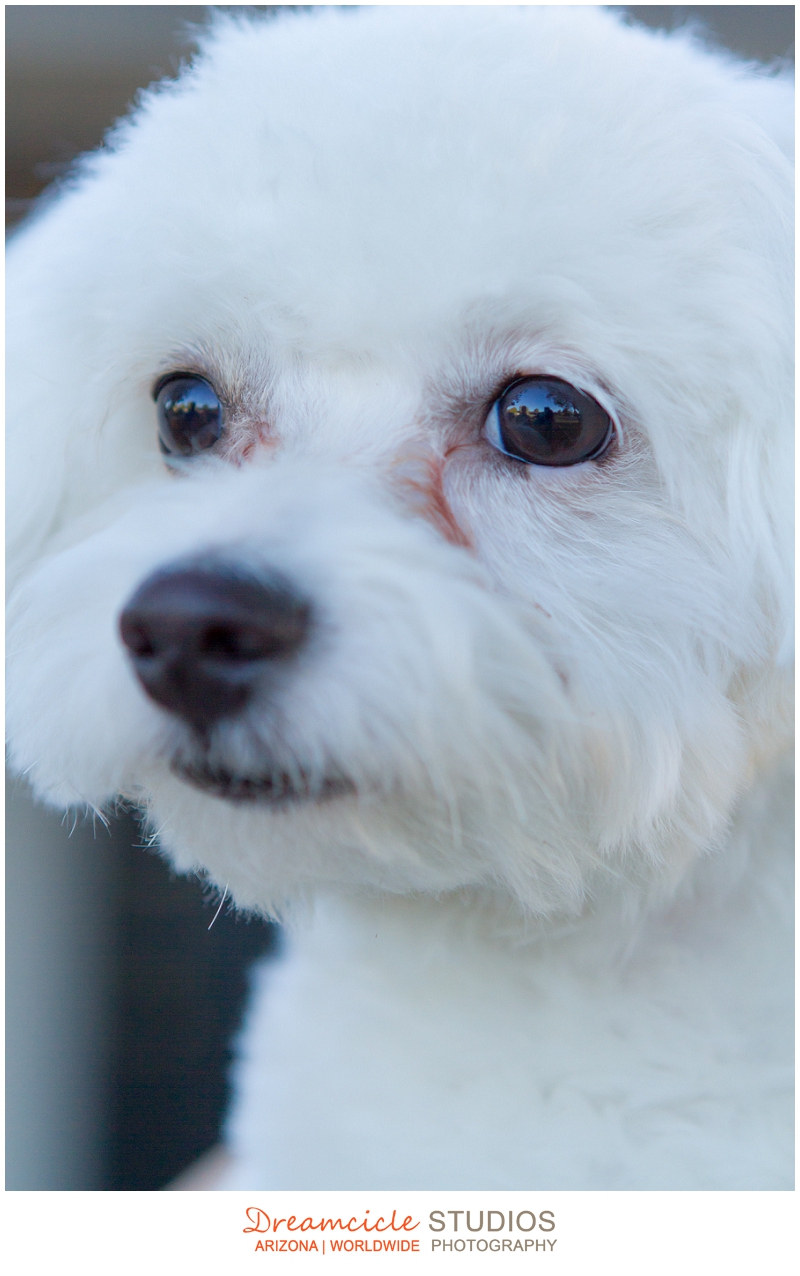 Camelback Corridor Engagement Session by Wedding Photographers Dreamcicle Studios Photography, Wedding Photography Blog